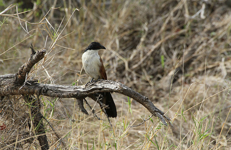 coucal