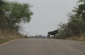 A lone wildebeest stands in the road, unusual