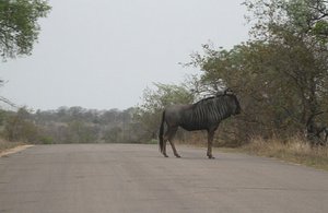 Wildebeest in road. Why ?