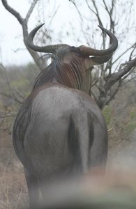 Wildebeest upset, looks and snorts !