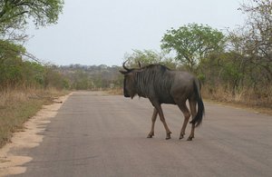Wildebeest upset, looks and snorts turns to other 