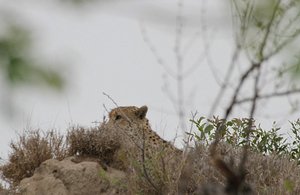 Cheetah hunts from atop atall termite mound   