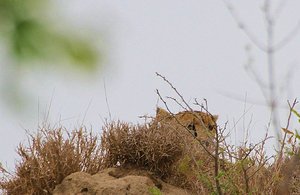 Cheetah hunts from atop atall termite mound  !!