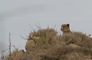Cheetah hunts from atop a tall termite mound  !!
