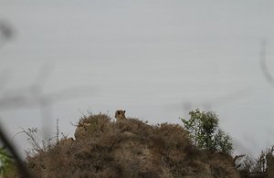 Cheetah hunts from atop a tall termite mound  !!