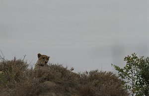 Cheetah hunts from atop a tall termite mound   