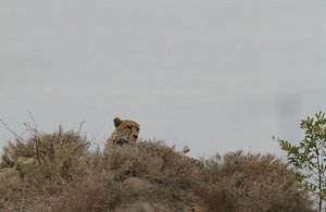 Cheetah hunts from atop a tall termite mound  