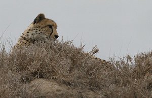 Cheetah hunts from atop a tall termite mound  