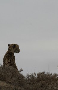 Cheetah sits up from crouch, looks for breakfast