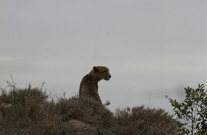 Cheetah sits up from crouch for better hunting 