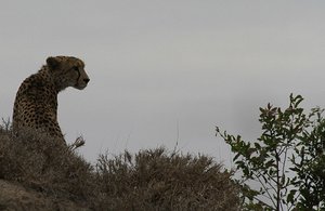 Cheetah sits up from crouch for better hunting 