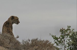 Cheetah scans for prey