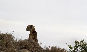 Cheetah scans for prey