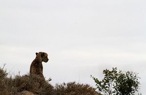 Cheetah up high on the very tall termite  mound