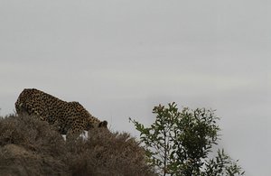 Cheetah climbing down the mound