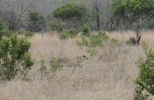 Cheetah hunting in camo in the grass 