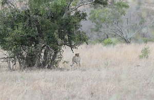 Cheetah hunting in camo in the grass   