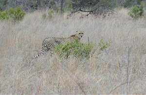 Magnificent Male Cheetah on the hunt 
