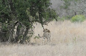 Cheetah searches for prey