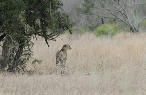 Cheetah searches for prey
