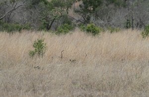 Cheetah stalking in tall grass