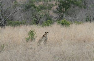 Cheetah stalking in tall grass