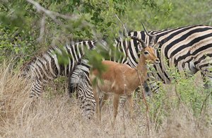 zebra and impala