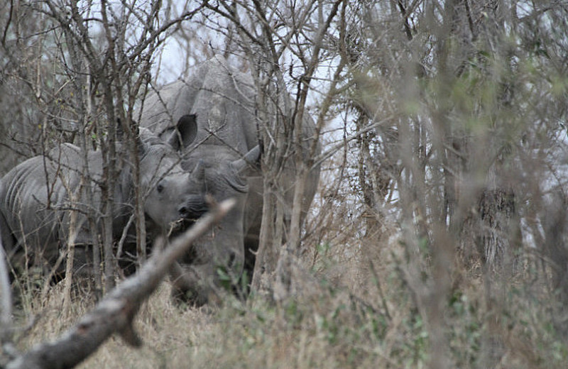 Young Rhino looks at us !