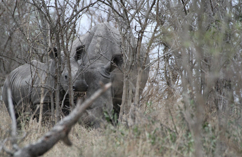 Young Rhino looks at us !