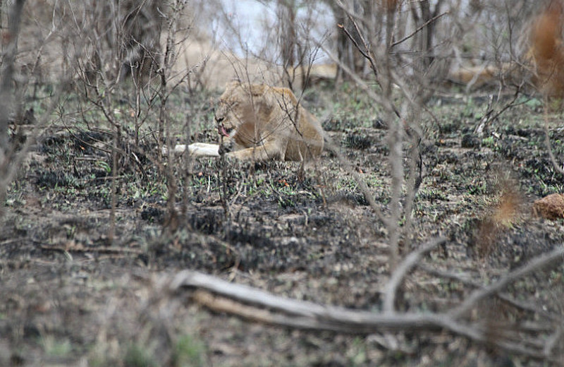 Lions at at kill site 