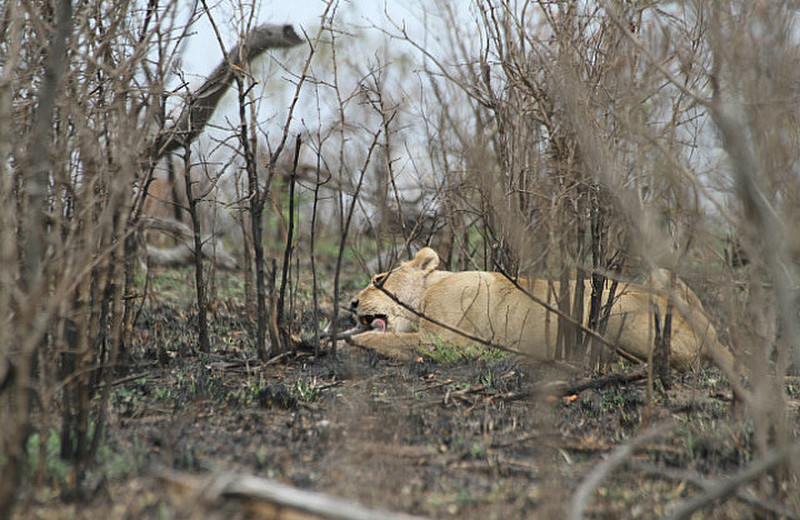 Lions at at kill site 