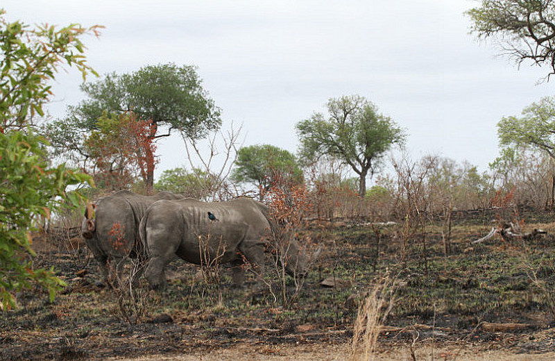 Very big Rhino !