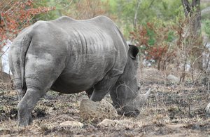 Very big Rhino !