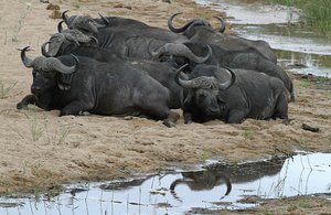 Interesting  find,  Buffalo resting together