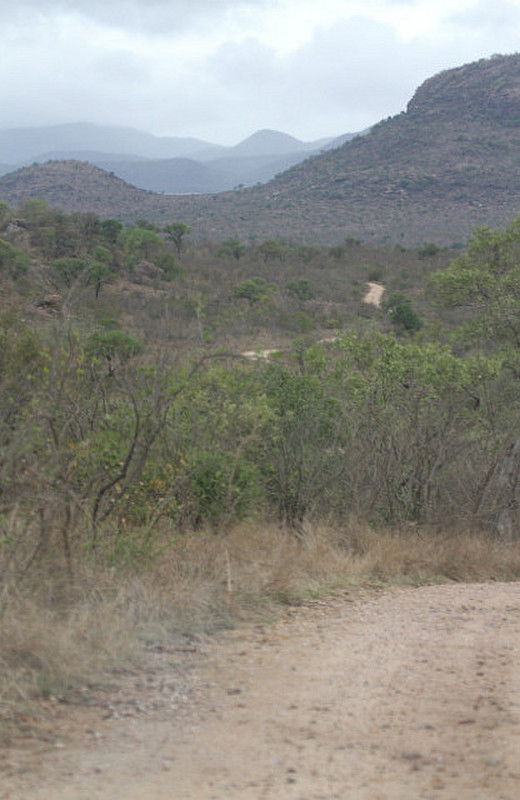 Near Berg En Dal Rest Camp, Kruger NP