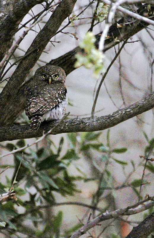  Lucky to get to see the Pearl-spotted Owlet !
