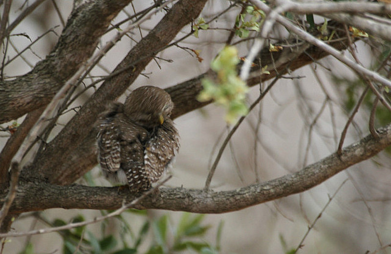  Lucky to get to see the Pearl-spotted Owlet !