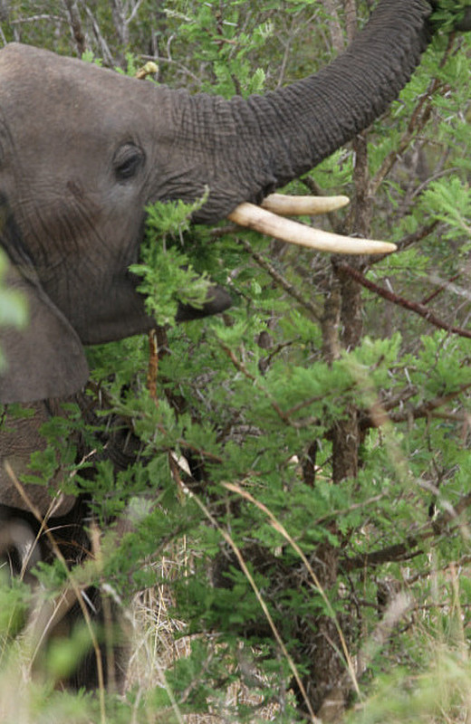 Ivory tusks appear in the bush. Elephants !