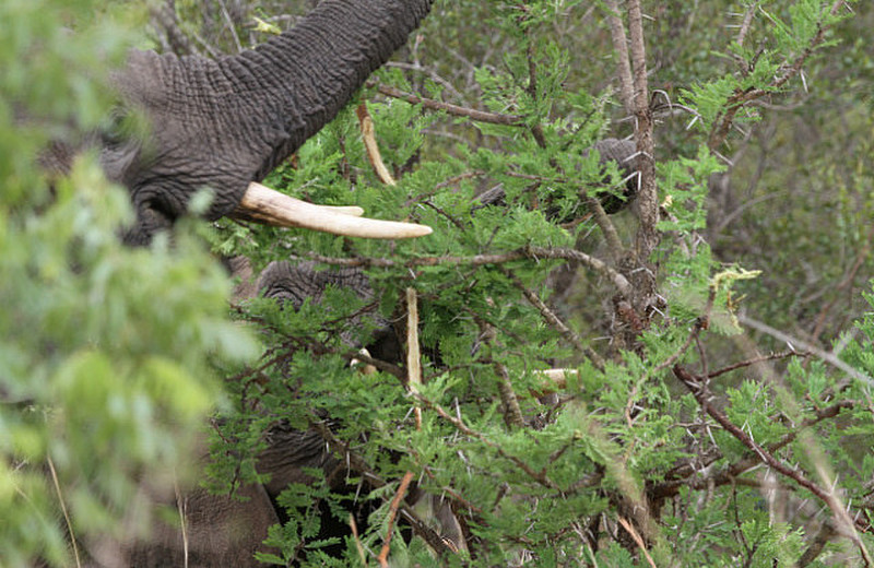 Ivory tusks appear in the bush. Elephants !