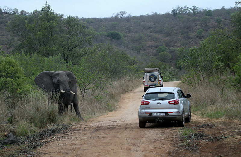 Elephant whirls to let car know too close !