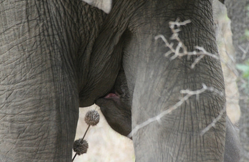 Mother nurses baby elephant 
