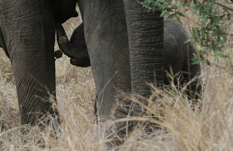 Motther nurses baby elephant 