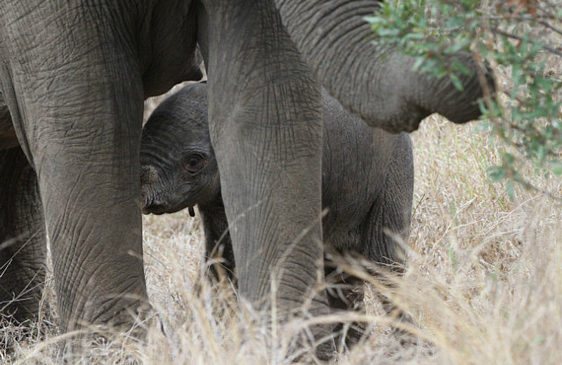 Mother nurses baby elephant 