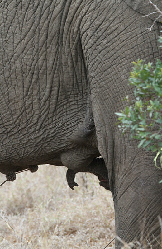 Baby Elephant