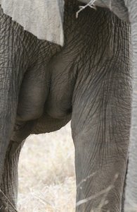 Elephant breasts