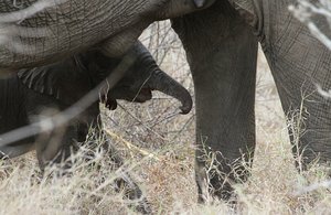 Baby Elephant