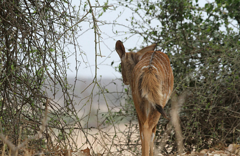 young Kudu