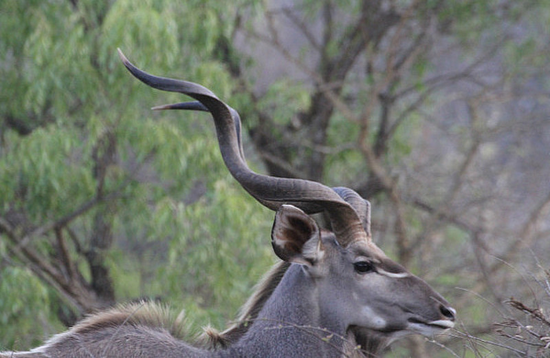 such lovely horns