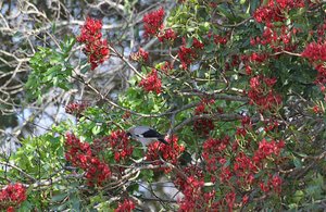 wattled starling in breeding plumage