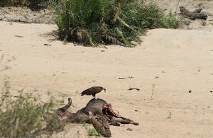 lion, buffalo kill and vultures